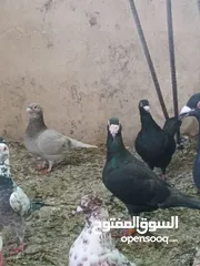  9 35 جوز حمام شغالات