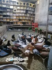  5 حمام مشكل للبيع