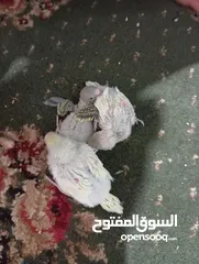  2 طيور بادجي