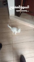  9 للبيع قطه ميكس (kitten) كما في الصور  بصحه ممتازه ماخده المطاعيم متعوده على دراية فوود واللتر بوكس.