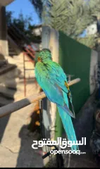  1 ارة هارلي كوين