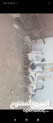  7 فراخ وز للبيع