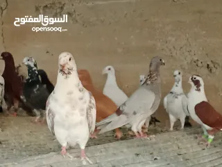  20 انواع حمام مشكلة للبيع