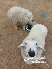  1 طليان  للبيع  فحل ونثيه