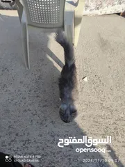  3 قط شيرازي لعوب متدرب لون جميل شعرطويل مناسب للعائلات والأطفال متدرب على الليتر بوكس ولأكل الرطب والج