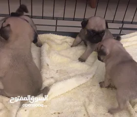  3 Pug Puppies