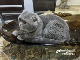  4 Scottish fold