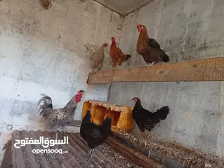  1 موجود خمس جاجات وديك بلديات للبيع وموجود جوز بط مع 11 فرخ عمر شهرين