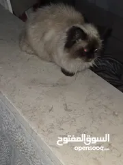  3 قطه هملايا