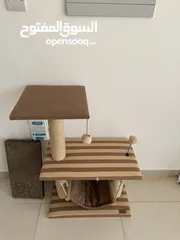  2 Cat Playing Towers