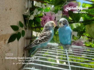  6 جوز ببغاء حب
