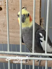  1 Cockatiel طائر