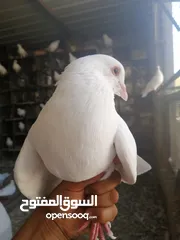  2 حمام فرنسي بيور نقي السلاله خمس  زواج مع فراخهم  جميع الزواج تحتيهم فراخ