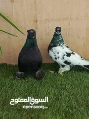  30 15 طير مخلف 4 يهودي رقبه شبر 4 مزههورات 4 نوري  1مخلف سلفر يهوديات نخب رقبه شبر 12 جوز يهودي