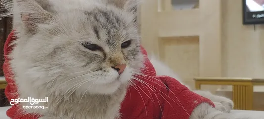  5 شانشيلا للبيع