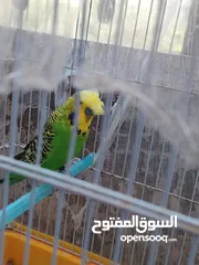  2 ذكور حب للبيع