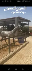  4 مهره عربيه مسجله عمرها سنه واربع شهور للبيع