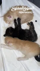  4 قطط للبيع ام وابنائها