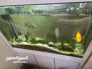  1 حوض سمك كبير