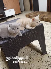 8 سكوتش فولد انثى كتنز عمر شهرين وفارسي ذكر عمر شهرين للبيع لعوبين متعودين عاللتر بوكس نضاف مع مطعوم