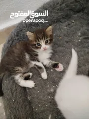 3 قطط شيرازي للبيع موجودين في عناتا
