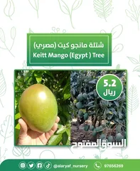  9 شتلات و أشجار المانجو المختلفة لدى مشتل الأرياف بأسعار مناسبة ومنافسة  mango tree