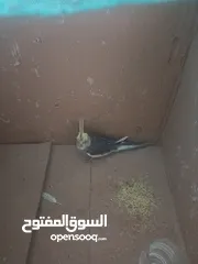  3 للبيع بس معرف ايش نوعه