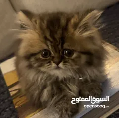  2 Persian long hair for sale 50 with delivery