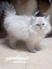  3 قطه شنشيلا العمر شهرين    اللبيع.     او بدل نظيفه لعوبه سكان حي نزال
