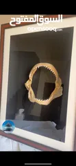  5 إطار فك المفترس .. القرش. حجم كبير  Jaws frame for sale. Shark
