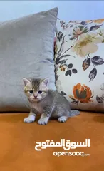  1 سكوتش جولدن