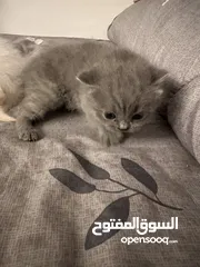  1 قطط كتن للبيع