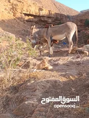  3 جحشه غنم عمرها سنتين ونص ومعاها جحشه عمرها 25 يوم