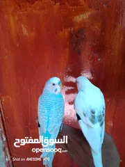  10 متاح جوزين  حب  كلهم اليفات كلهم جواز شغالة جواز نخب اول حبة كوكتيل للبيع اقرء الوصف