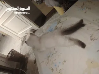  20 كتن سكوتش حبات ما شاء الله