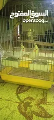  4 كوكتيل لاتيني للبيع معه بيضتين