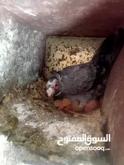  20 حمام للبيع