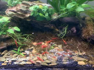  6 Red cherry shrimp