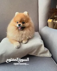  1 pomeranian puppy