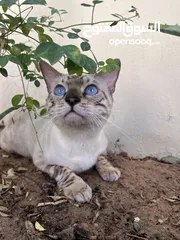  6 Pure Bengal Kittens