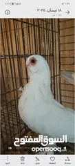  9 جوز كشكي اصفر طيره عجمية فحل هومر جوز مسكي