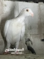  9 فراخ للبيع