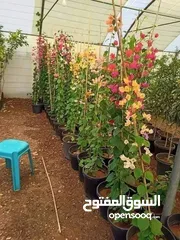  14 زراعة الحدائق