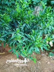  15 شقه للبيع مساحة 330م 150م داخلي و180 خارجي.