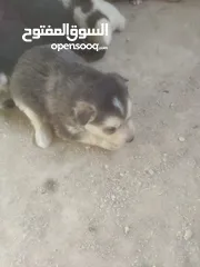  2 كلبه هاسكي مع 5 جراو للبيع بسعر مغري