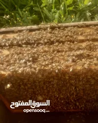  2 نحل للبيع  كامل