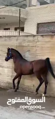 6 خيل عربي آصيل