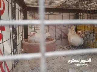  1 حمام جواز للبيع او البدل على دجاج