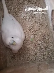  6 طيور حب للبيع