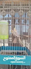  3 كوكتيل جوز للبيع